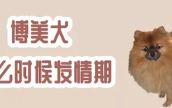 博美犬什么时候发情期