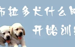 拉布拉多犬什么时候开始训练