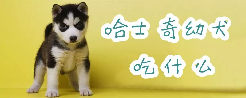 哈士奇幼犬吃什么1