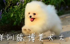 怎样训练博美犬大小便