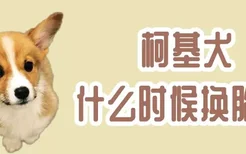 柯基犬什么时候换胎毛