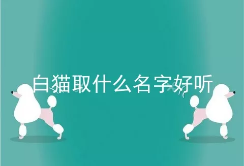 白猫取什么名字好听