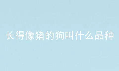 长得像猪的狗叫什么品种