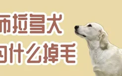 拉布拉多犬为什么掉毛