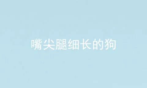 嘴尖腿细长的狗