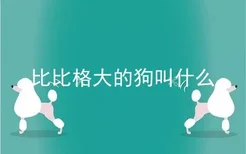 比比格大的狗叫什么