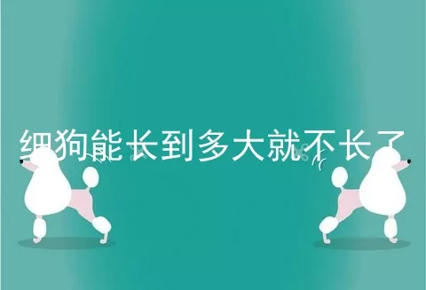 细狗能长到多大就不长了