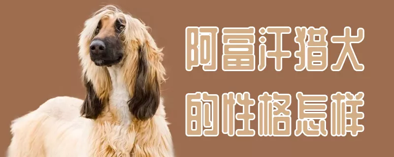 阿富汗猎犬的性格怎样