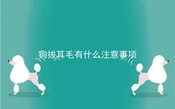 狗拔耳毛有什么注意事项