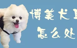 博美犬耳朵怎么处理