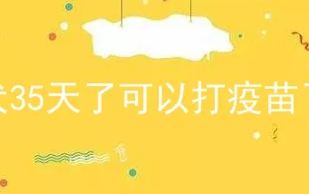 幼犬35天了可以打疫苗了吧