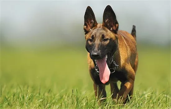 malinois-dog-animal-animal-portrait-55806_副本.jpg