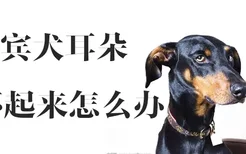 杜宾犬耳朵立不起来怎么办