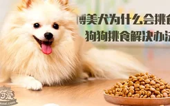 博美犬为什么会挑食？狗狗挑食解决方法