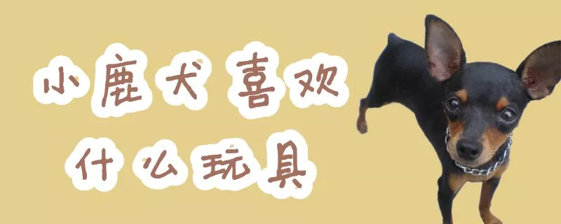 小鹿犬喜欢什么玩具