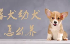 柯基犬幼犬怎么养