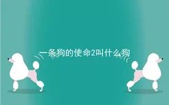 一条狗的使命2叫什么狗