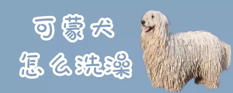 可蒙犬怎么洗澡