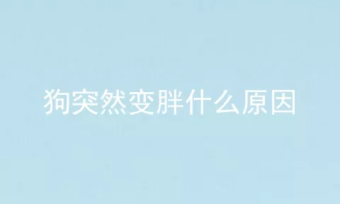 狗突然变胖什么原因