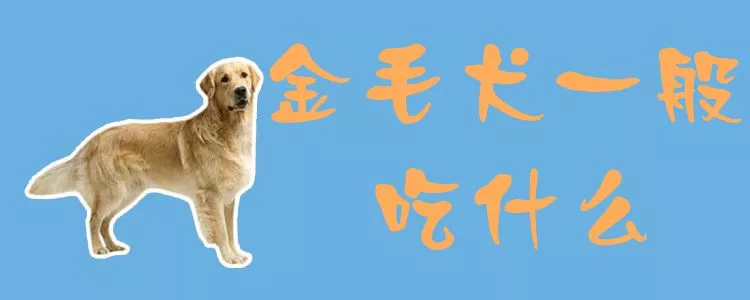 金毛犬一般吃什么1