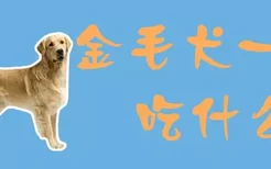 金毛犬一般吃什么