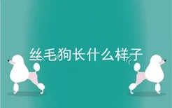 丝毛狗长什么样子