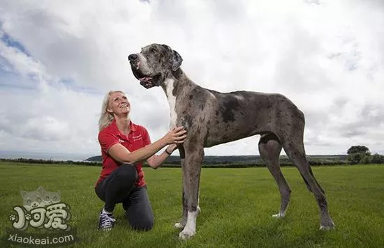 大丹犬性格怎么样 大丹犬性格脾气介绍