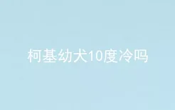 柯基幼犬10度冷吗