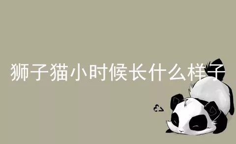 狮子猫小时候长什么样子