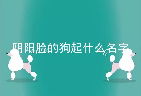 阴阳脸的狗起什么名字