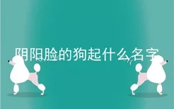 阴阳脸的狗起什么名字