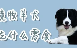 边境牧羊犬吃什么零食