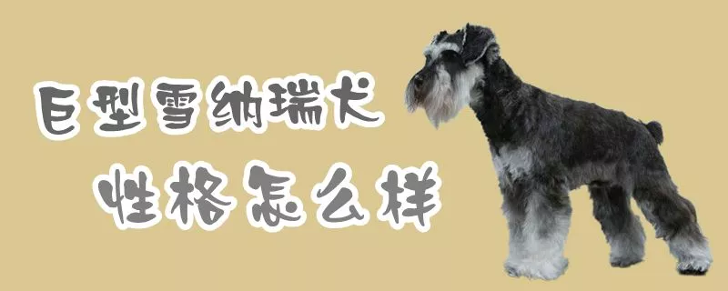 巨型雪纳瑞犬性格怎么样