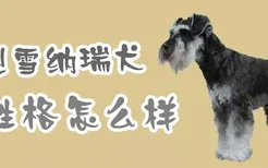 巨型雪纳瑞犬性格怎么样