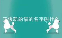 王俊凯的猫的名字叫什么