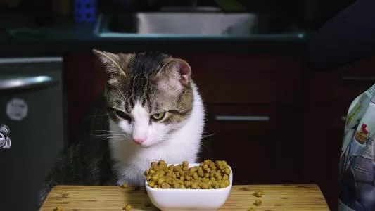 猫可以吃牛肉吗(宠物猫可以吃牛肉吗)