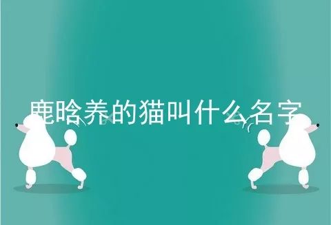 鹿晗养的猫叫什么名字