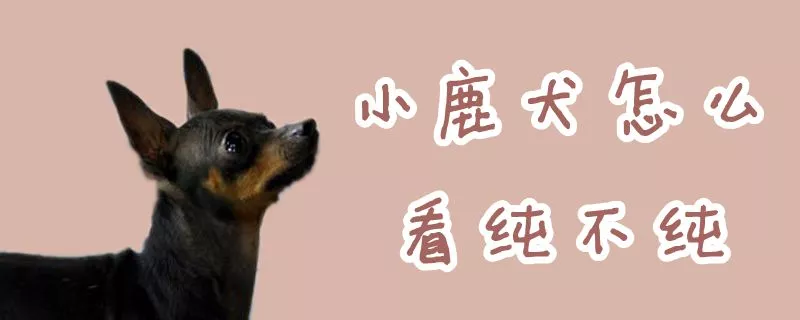 小鹿犬怎么看纯不纯