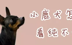 小鹿犬怎么看纯不纯