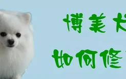 博美犬如何修剪