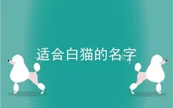 适合白猫的名字