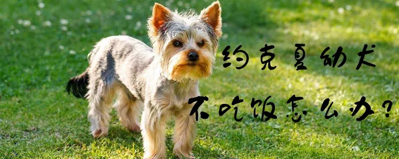 约克夏幼犬不吃饭怎么办