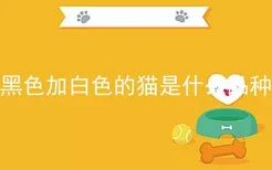 黑色加白色的猫是什么品种