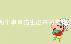 两个串串猫生出来的是什么