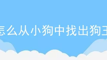 怎么从小狗中找出狗王