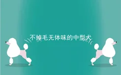 不掉毛无体味的中型犬