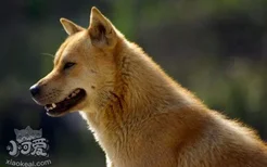 中华田园犬的缺点 你知道吗