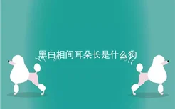 黑白相间耳朵长是什么狗