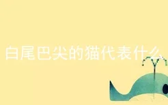 白尾巴尖的猫代表什么