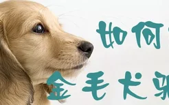 如何给金毛犬驱虫